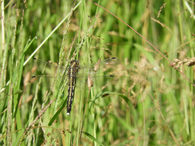 östlicher_blaupfeil_weibchen_2_17-06-2021_rs