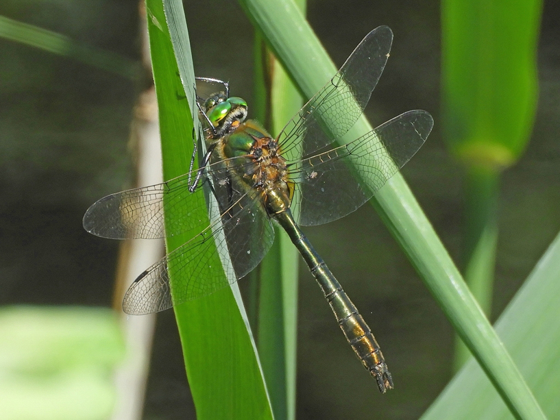 falkenlibelle 2
