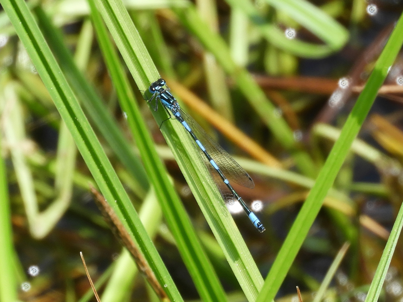 fledermaus-azurjungfer_männchen-30-05-2023_rs