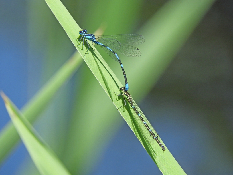fledermaus azurjungfer