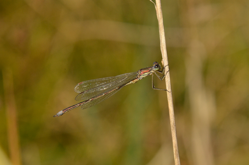 kleine_binsenjungfer_3_27-09-2014_rs