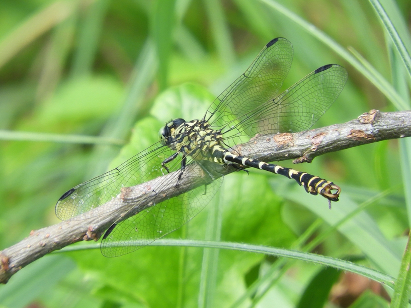 kleine zangenlibelle