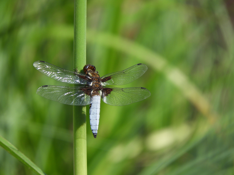 plattbauch_männchen_b_2_17-06-2021_rs