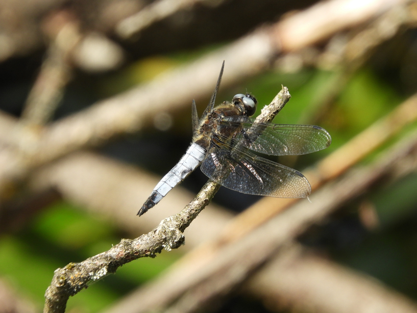 spitzenfleck_männchen_2_11-06-2019_rs
