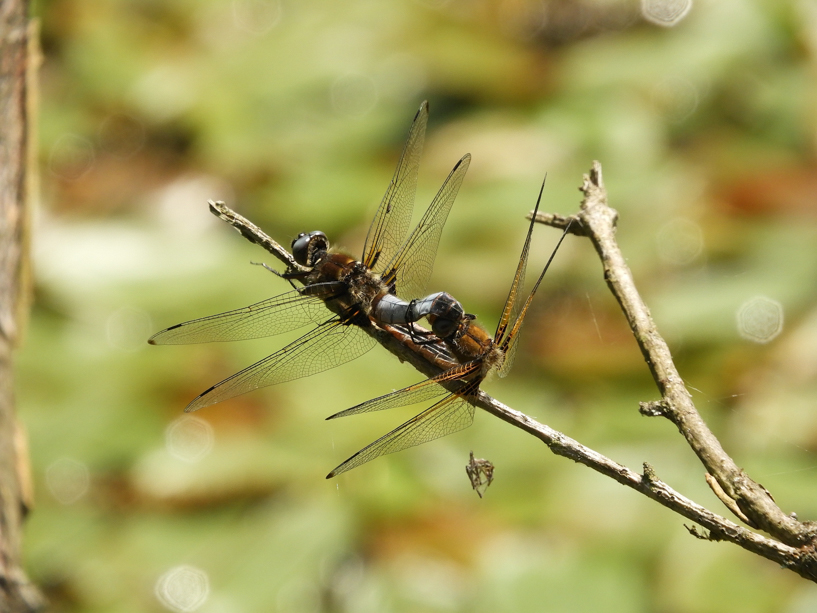spitzenfleck_tandem_4_11-06-2019_rs