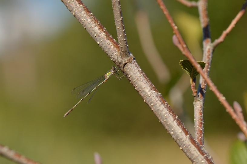 weidenjungfer_2_27-09-2014_rs