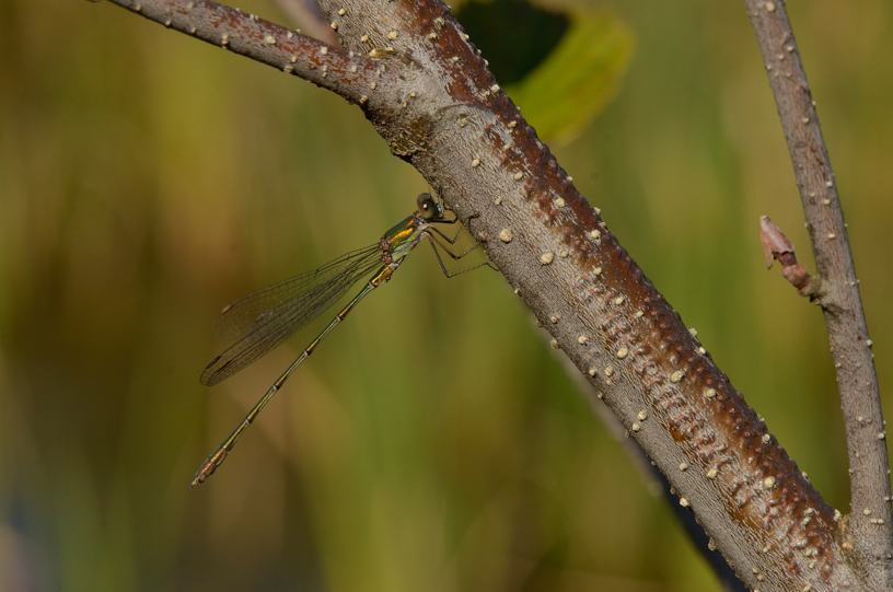 weidenjungfer_7_27-09-2014_rs
